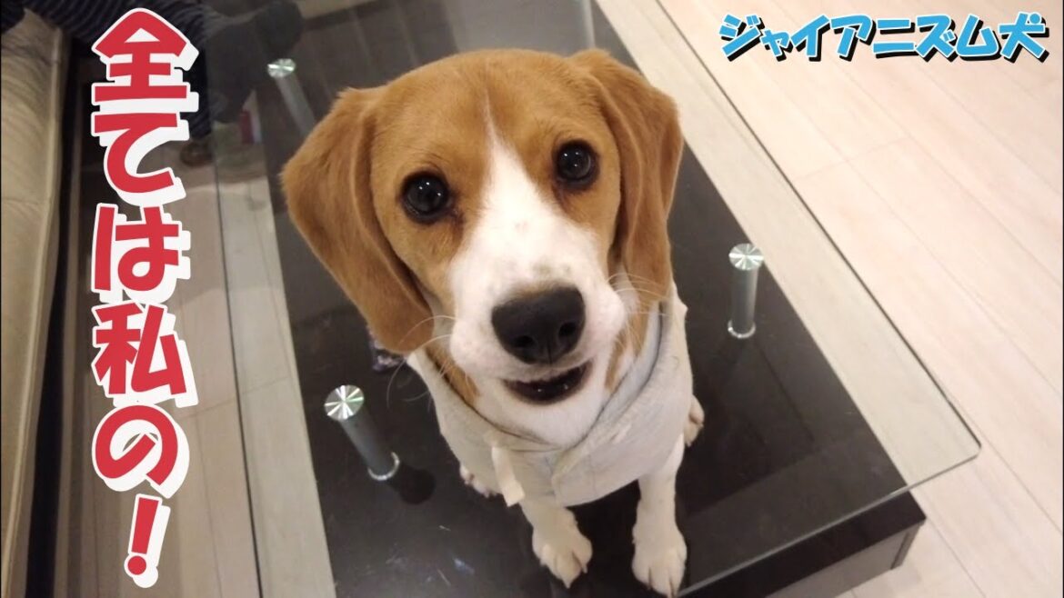 何かと奪いにやって来るビーグル犬