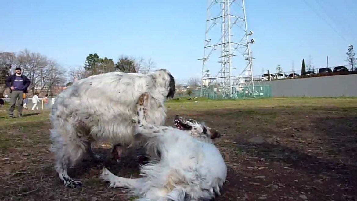 イングリッシュ・セターはやてとダン兄ちゃん（その３：１歳１ヶ月）