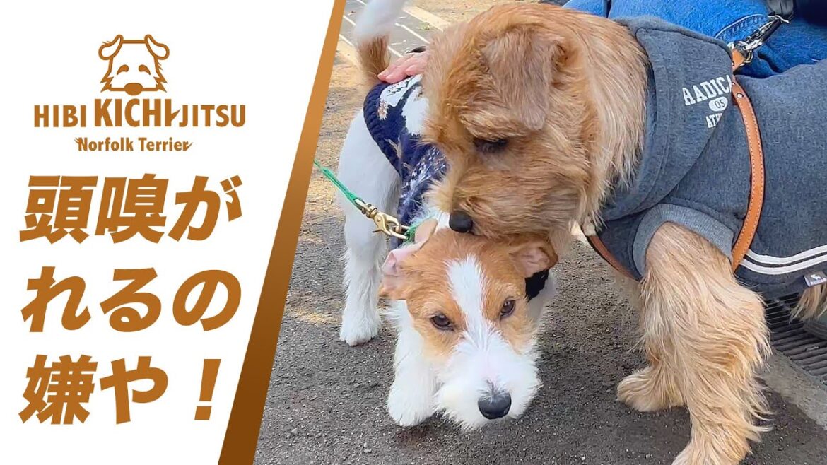愛犬キチ 少し年下のジャックラッセルテリアと出会う【  norfolkterrier ノーフォークテリア dogs 】