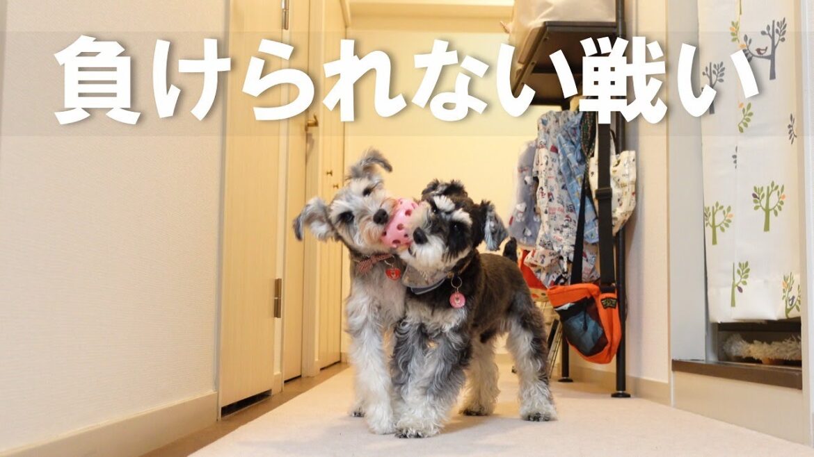 我が家の天下分け目の戦い【シュナウザー多頭飼い】