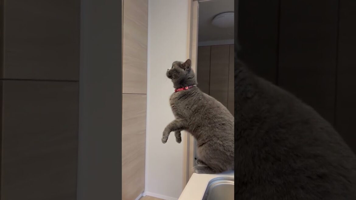注意されても言い返すブリティッシュショートヘア#shorts #猫 #ブリショー