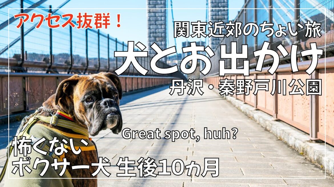 【犬とお出かけ】丹沢の山と秦野戸川公園をボクサー犬と歩く