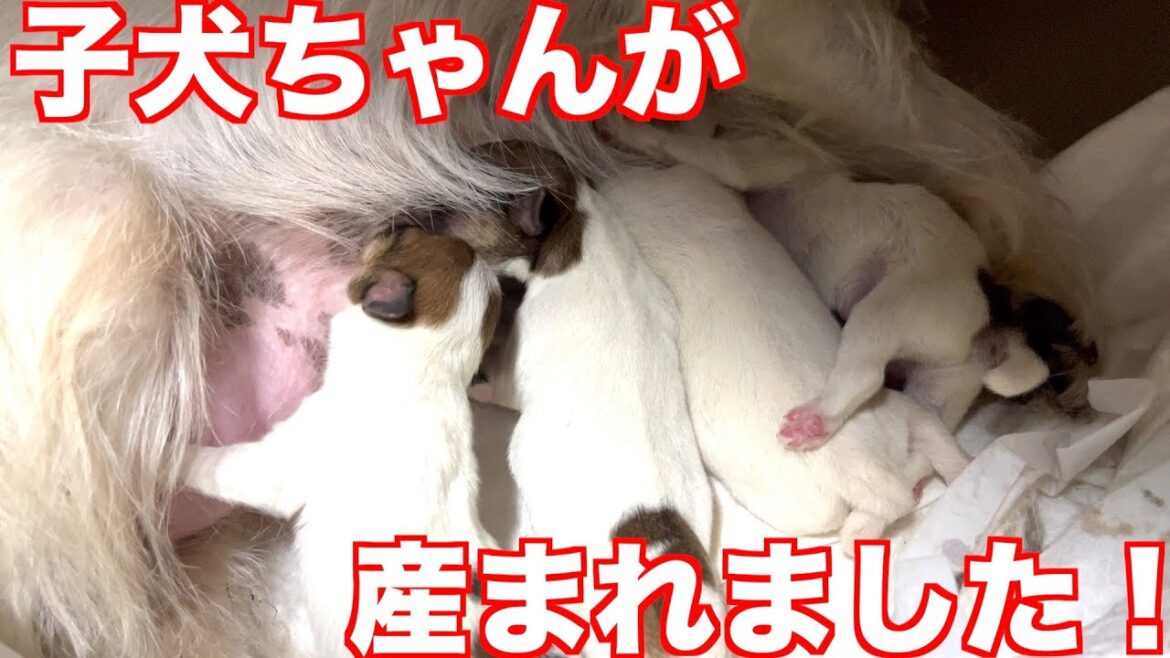 【ジャックラッセルテリア】ジャックの子犬ちゃんが産まれました動物癒し動画「にくきゅう」
