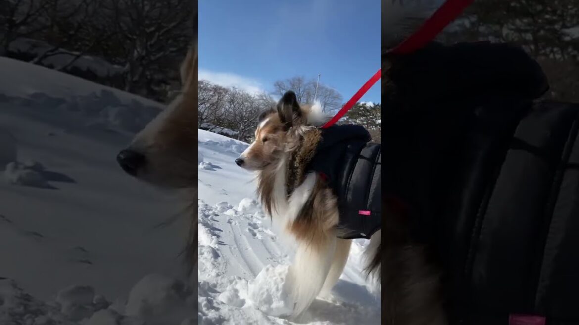 《シェルティ》 雪の塊あるよ！気をつけてー😳