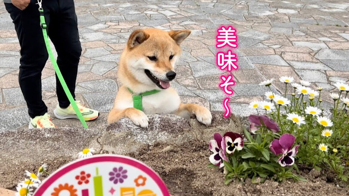 食いしん坊過ぎてとうとうお花まで食べようとする柴犬が可愛い