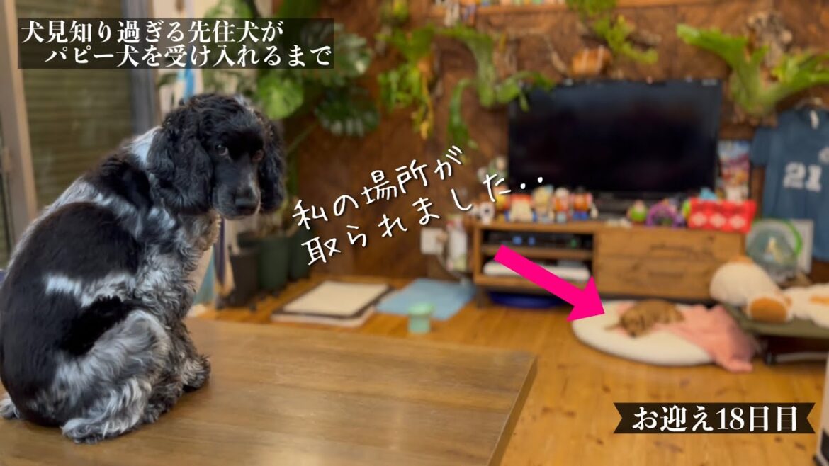 【犬見知り過ぎる先住犬がパピー犬を受け入れるまで#17】お迎え18日目！　イングリッシュコッカースパニエル「みみ」の気持ち
