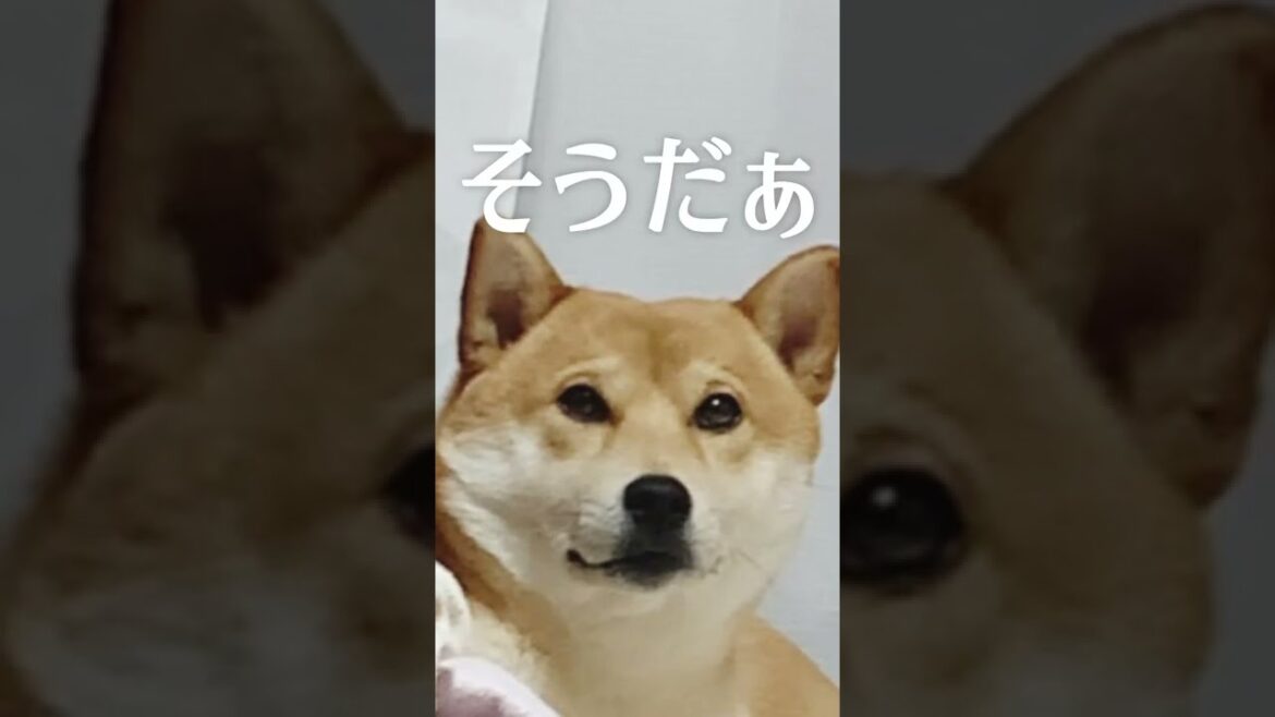 仕掛ける柴犬こむぎと主人のステップ！？