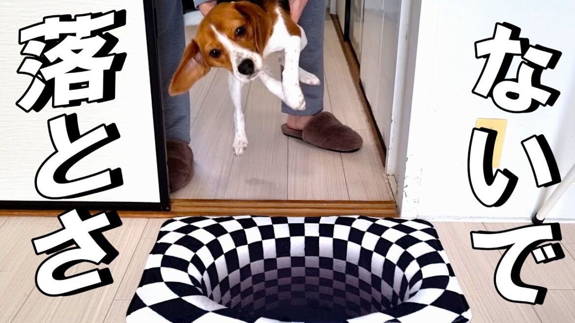 床にトリックアートを置いたら愛犬が予想外の反応でした…【ビーグル】