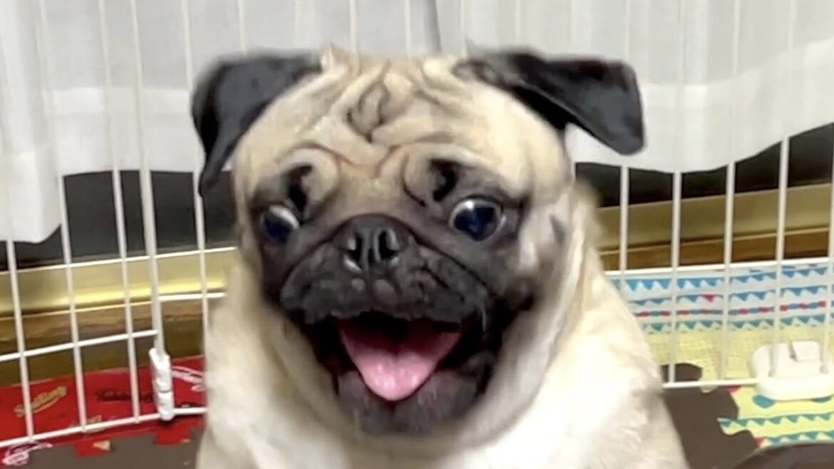 寂しがり屋なパグが極限に達するとこうなります【パグ2歳】 寂しがり屋なパグが極限に達するとこうなります【パグ2歳】