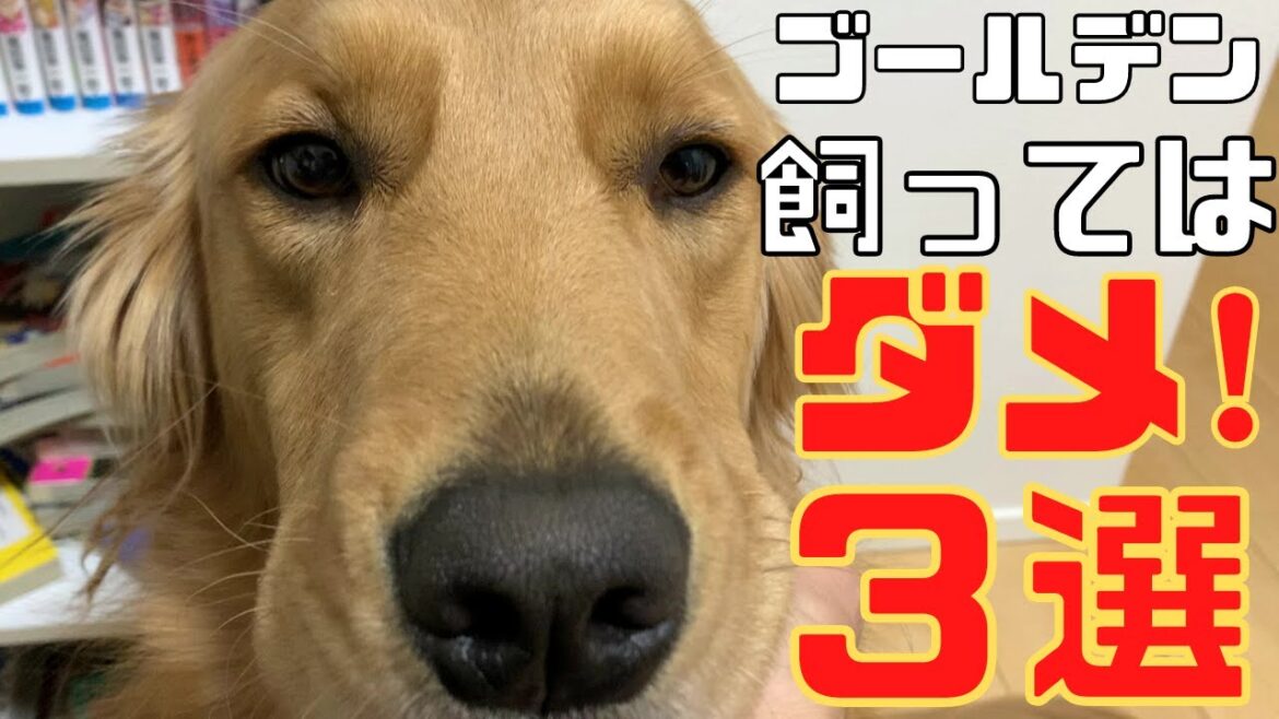 ゴールデンを飼ってはいけない特徴の人3選!【ゴールデンレトリバー】 ゴールデンを飼ってはいけない特徴の人3選!【ゴールデンレトリバー】