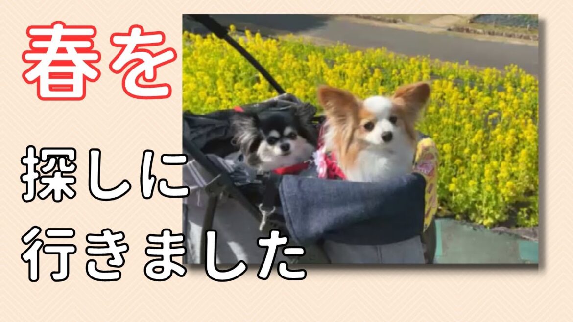 チワワとパピヨンと一緒に春を探しに！菜の花と梅の花を見てきた日記　[元保護犬チワワとパピヨンのかほご犬s]犬のいる暮らし/愛犬と楽しく過ごすために