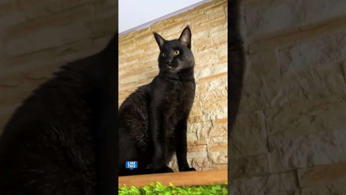 Камышовый кот Вульф напал на игрушку 😹