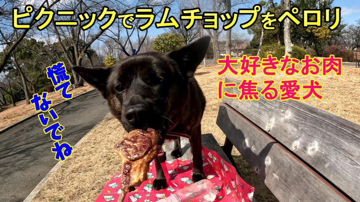 甲斐犬とピクニック‐　甲斐犬いち
