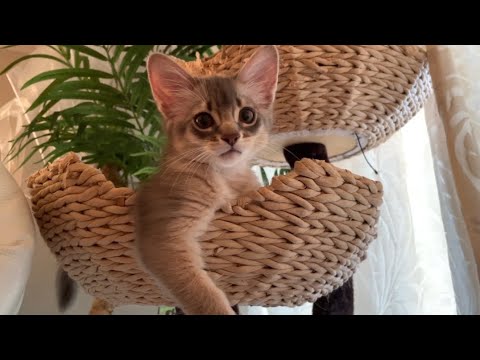 僕のケンカ相手は仲良しさん❣️【ソマリ】 僕のケンカ相手は仲良しさん❣️【ソマリ】