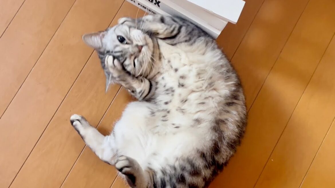 遠くからあいちゃんの鳴き声が聴こえるので見に行くと...！