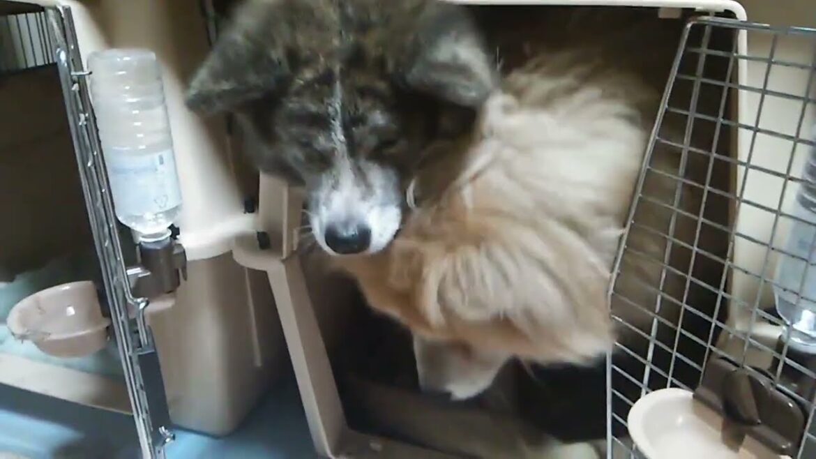 秋田犬 大入満員　笑