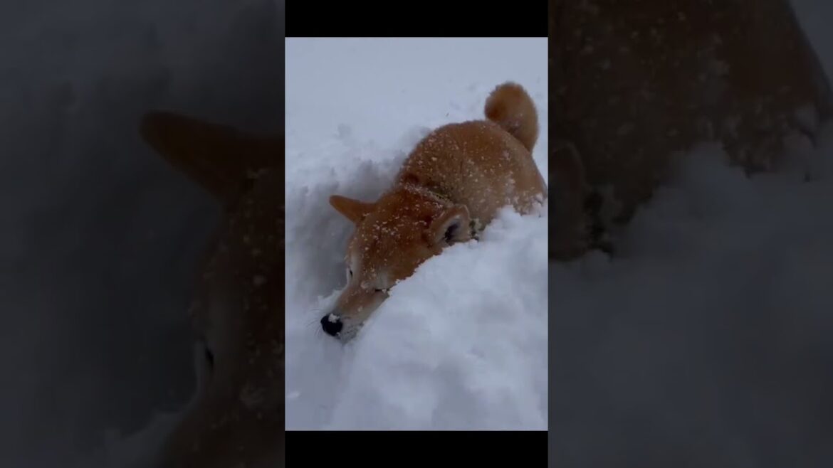 雪遊びが大好きな柴犬が楽しそうで笑顔! #shorts #柴犬 雪遊びが大好きな柴犬が楽しそうで笑顔! #shorts #柴犬