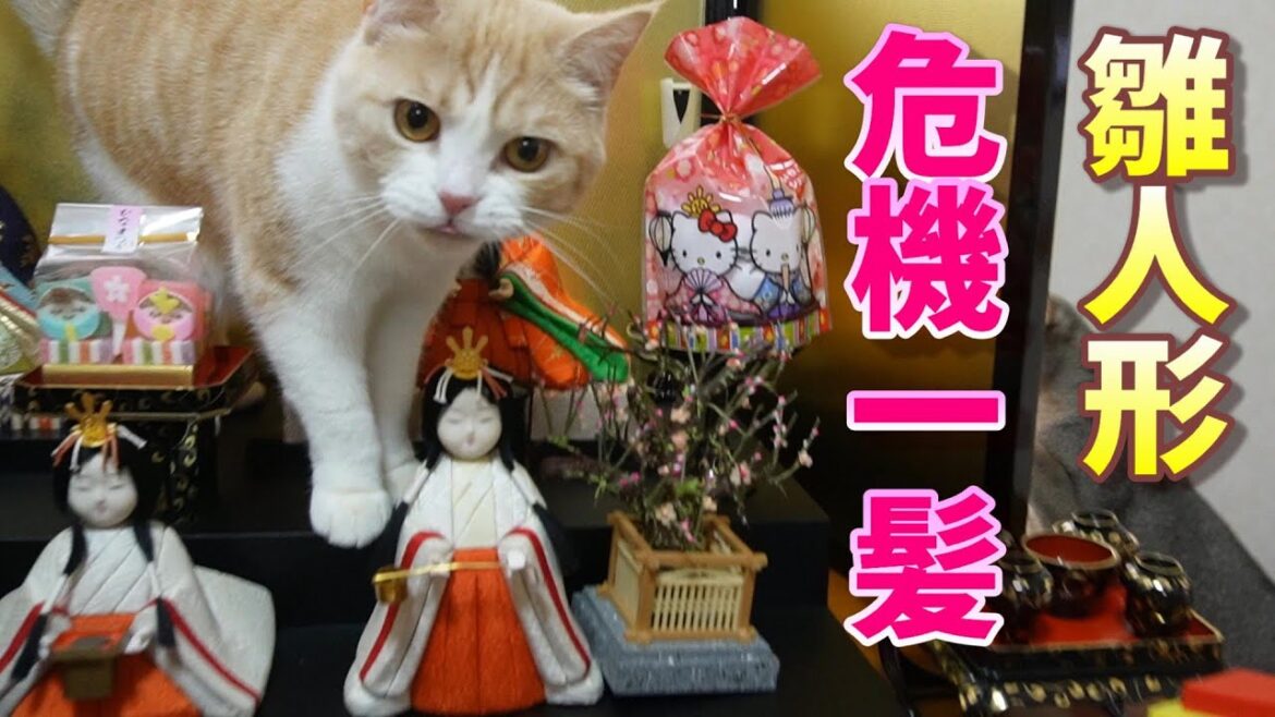 こんな雛祭りはイヤだ!?【スコティッシュフォールド】【アビシニアン】 こんな雛祭りはイヤだ!?【スコティッシュフォールド】【アビシニアン】