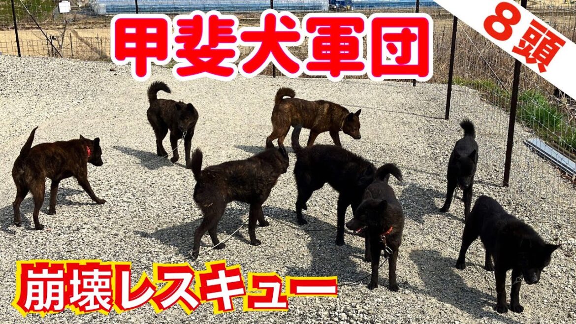 【悪質ブリーダー崩壊】甲斐犬８頭の群れ！　もはや誰が誰かわからない状況