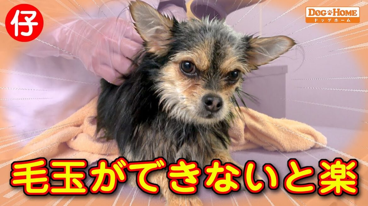 初来店！９か月の女の子。。。ブローでリラックスできる⁈【ミックス犬のヴァンちゃんのブロー編】　୨୧∵トリミング サロン DOG HOME ドッグホーム∵୨୧