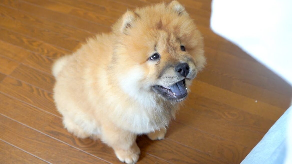 おすわり練習をするチャウチャウ犬がかわいい