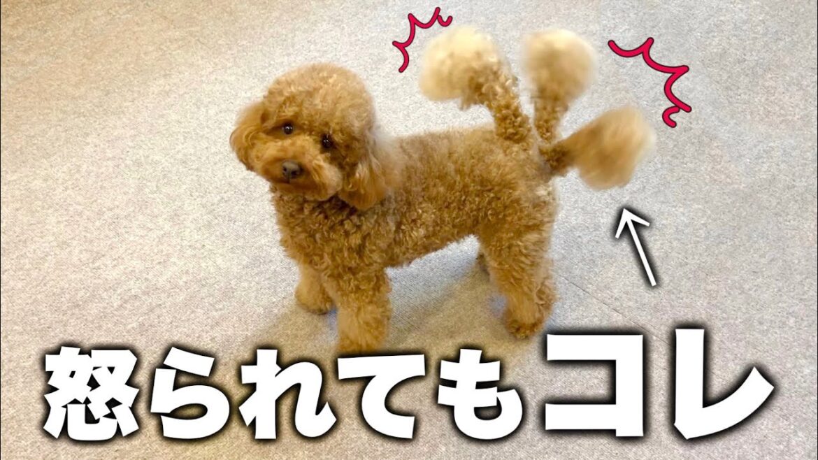 怒られても常にテンションの高いポジティブすぎるトイプードル