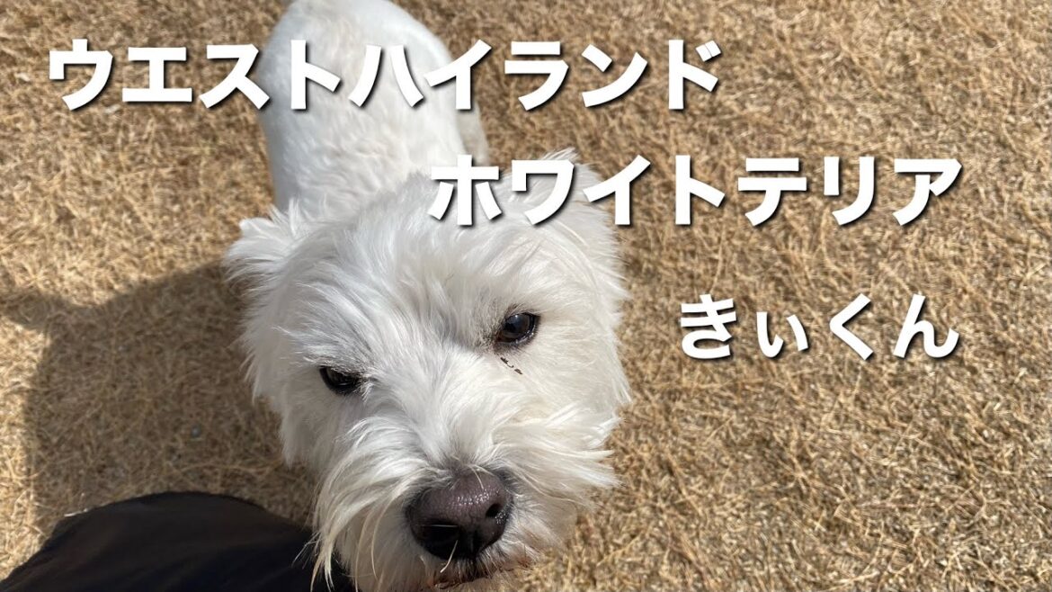 ウエストハイランドホワイトテリア きぃくん【West Highland White Terrier】