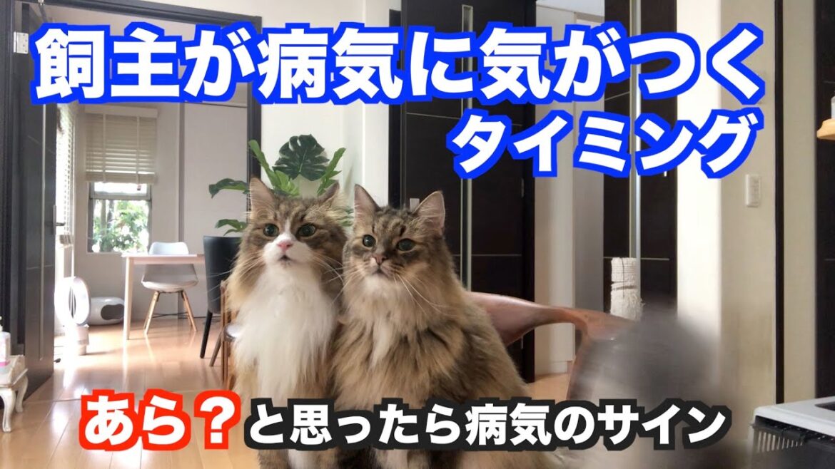 あら？飼主が病気に気がつく瞬間。ノルウェージャンフォレストキャットの病気のサイン