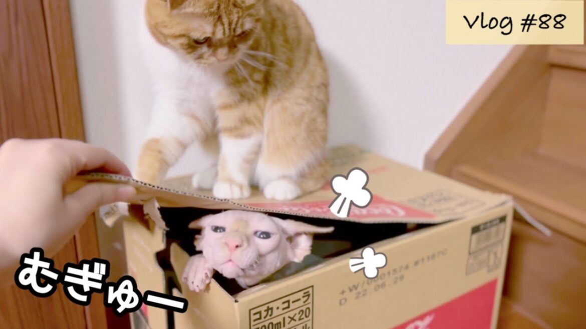 ぼくをここから出してください【毛のないスフィンクス子猫】 ぼくをここから出してください【毛のないスフィンクス子猫】