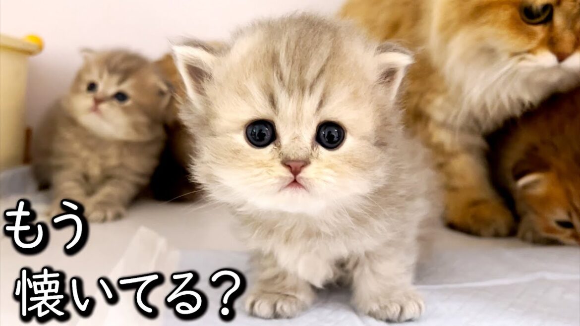 【ペルシャの子猫】赤ちゃんの反応で勘違いしそうになる件 ∼猫のいる生活Vol.636∼ 出産動画 マンチカン短足・ミヌエット・ペルシャ猫専門ブリーダー『ペット蔵人』【子猫の成長記録】
