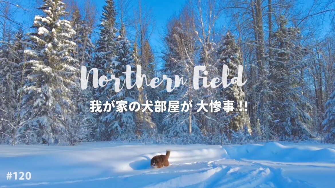 【超大型犬 3頭とカナダで田舎暮らし・海外生活】我が家の犬部屋が大惨事！