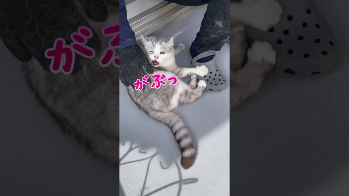 パパのブラッシングが気に入らなくて兄猫に激怒されました#shotrs