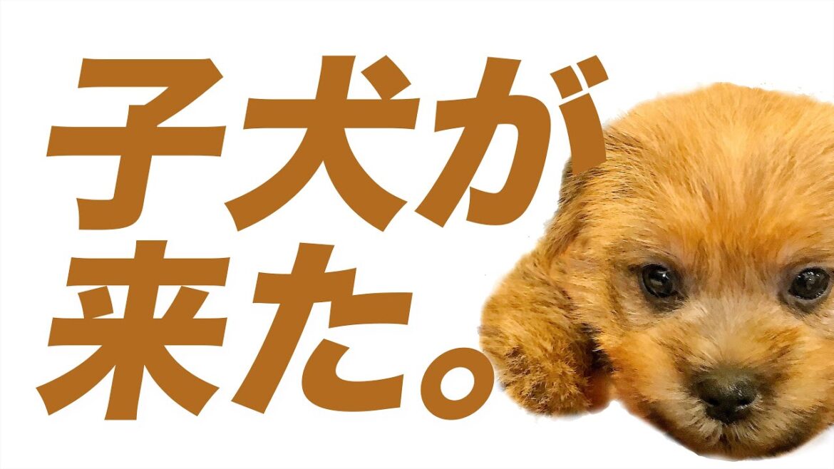 ついに子犬キチがうちにやってきた!【ノーフォークテリア norfolkterrier  puppy】 ついに子犬キチがうちにやってきた!【ノーフォークテリア norfolkterrier  puppy】
