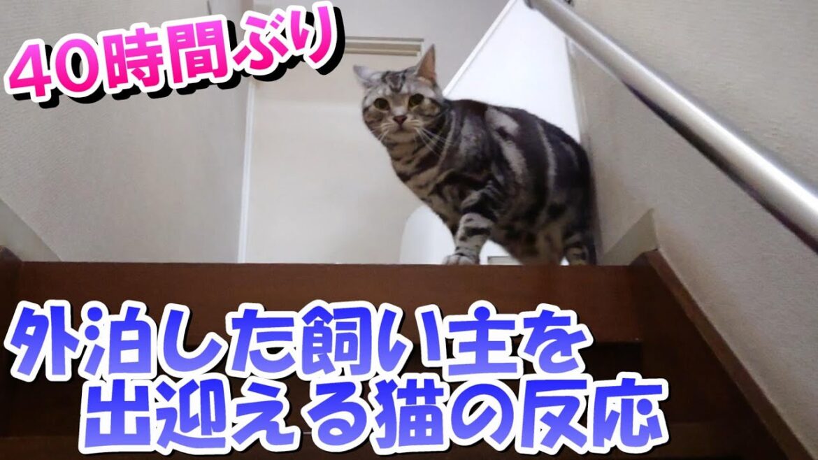 一泊旅行した後の猫の反応は？（アメリカンショートヘア）