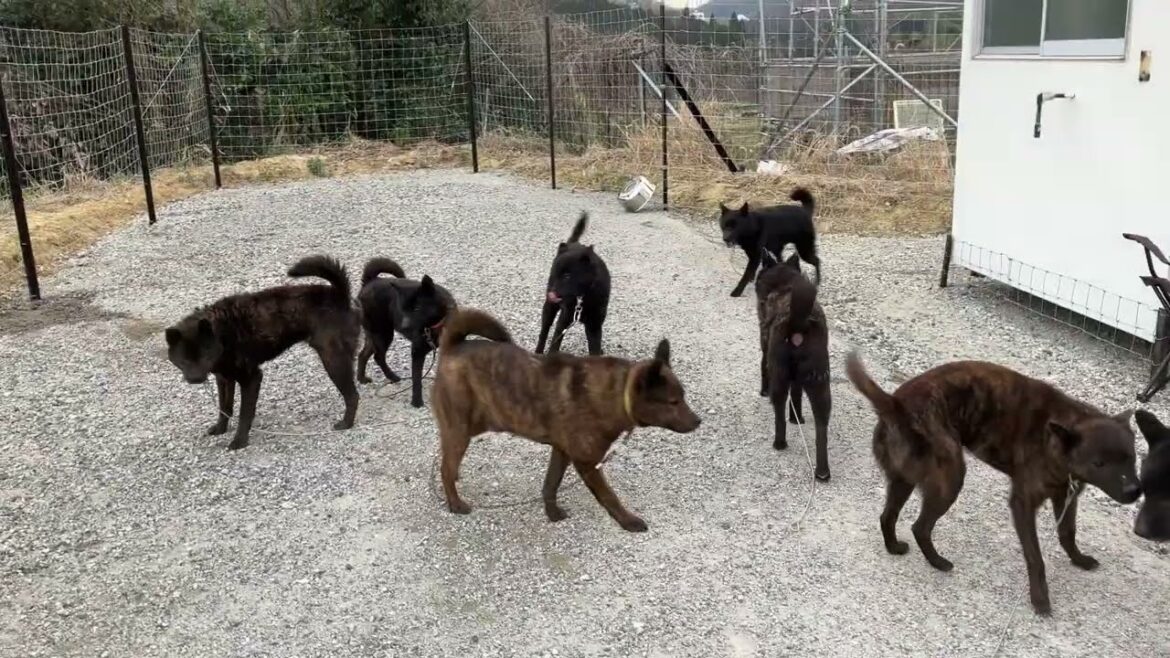 甲斐犬10頭全員集合ライブ！3月5日15時スタート