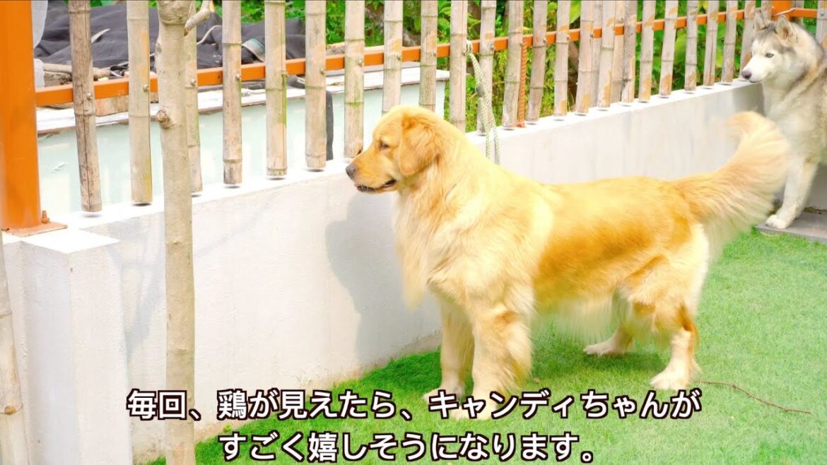 ひよこの時から自分が育てる鶏が見えたら、すごく嬉しそうになるゴールデンレトリバー