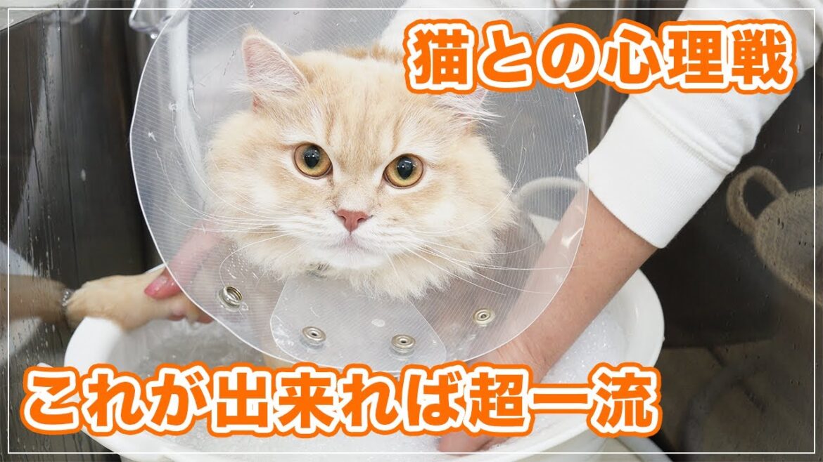【ジェーニャちゃん】猫と無言の対話？！真剣勝負！ここまで出来ればあなたも超一流のキャットグルーマーになれます！【サイベリアン】