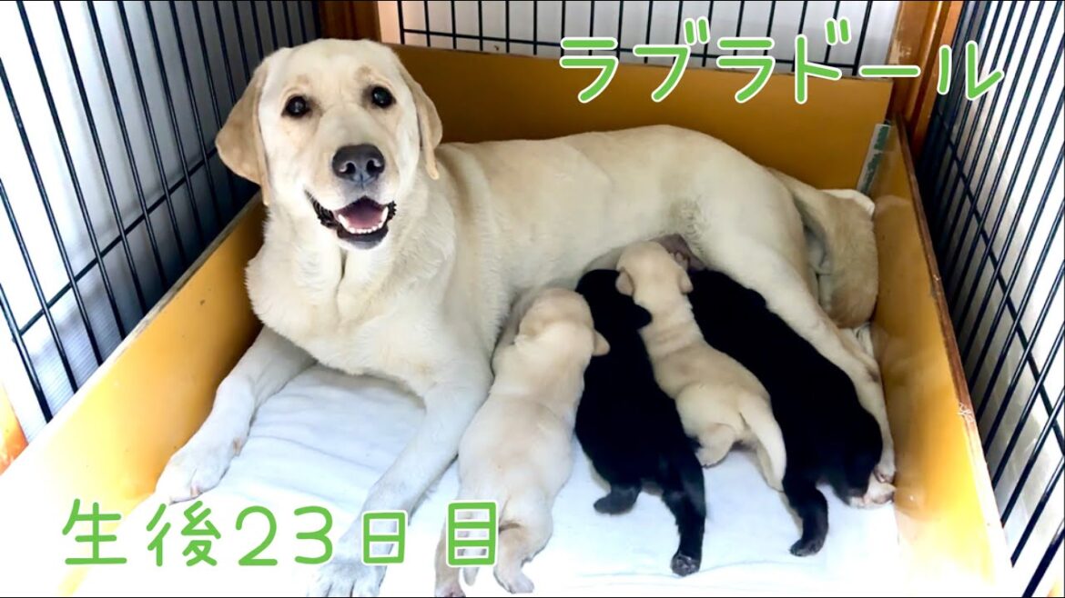 生後23日目　ラブラドール・レトリーバー