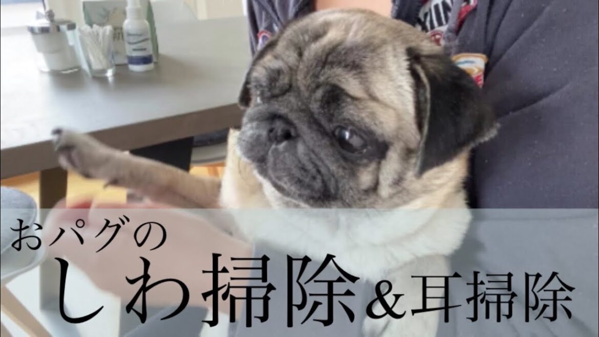【パグ犬 炭鈴】パグのしわ掃除＆耳掃除の方法 | 我が家流 | How to clean pug face wrinkles | Pug