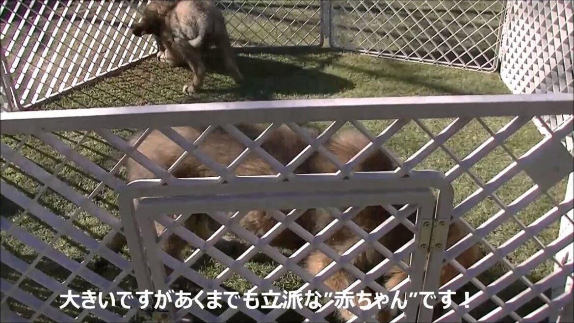 8/6生まれのレオンベルガーの男の子2頭