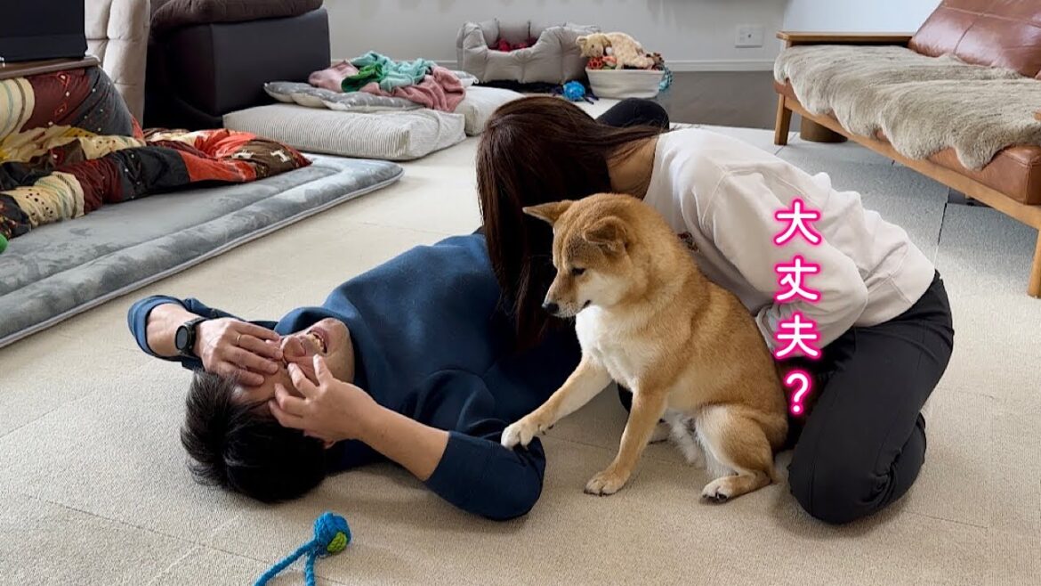 激痛に耐えるパパを心配して優しく体をさすってくれる柴犬が可愛い