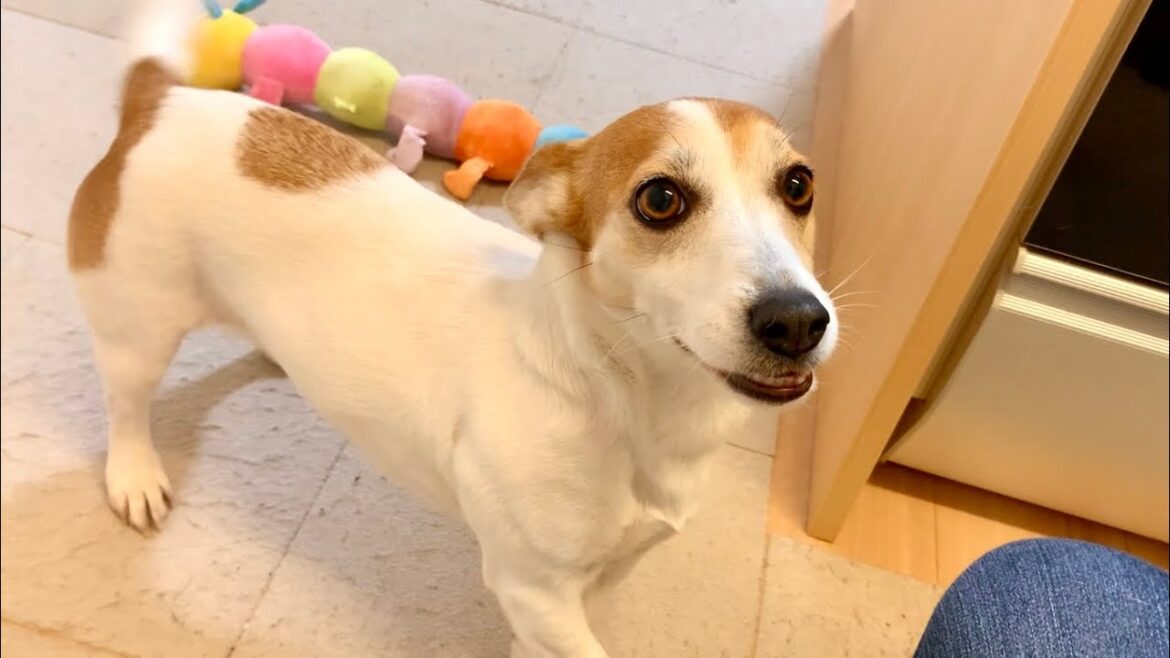 犬のおもちゃ箱の整理をしていたら、犬なりに手伝ってくれました　Mira Jack Russell Terrier