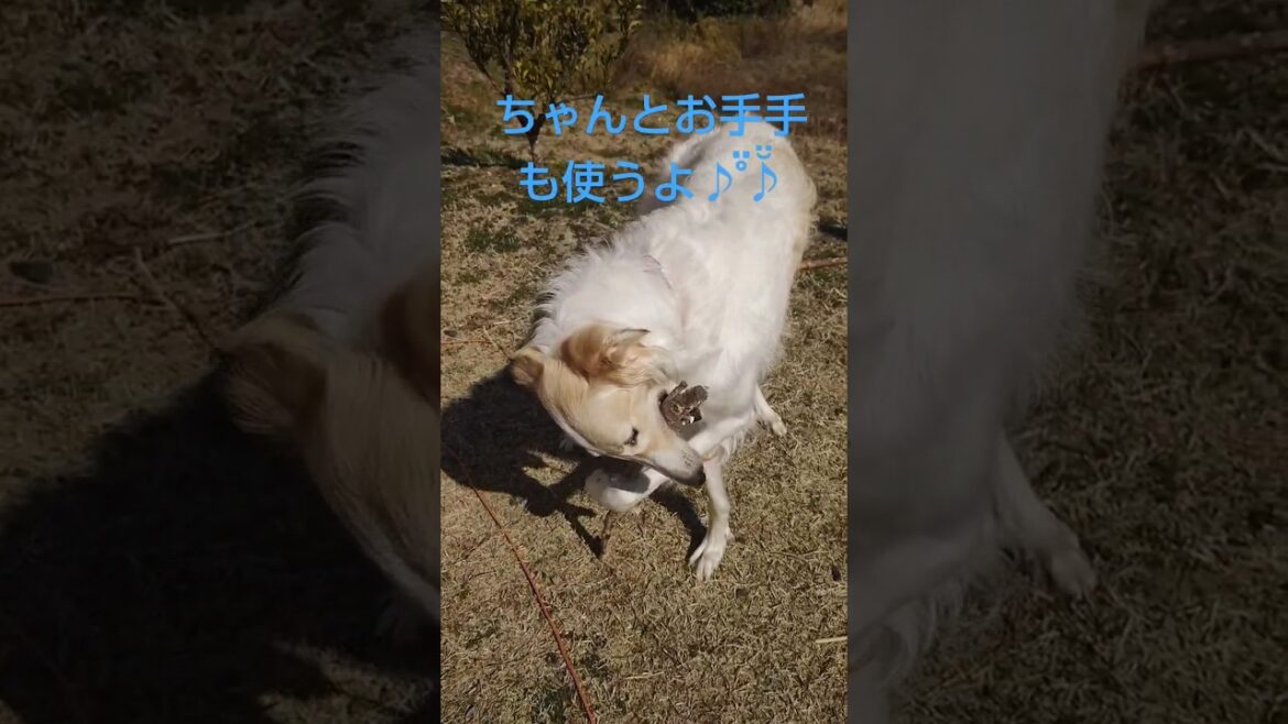 ボルゾイ 器用に手を使う🐶🖐🎵Borzoi Dexterous use of hands
