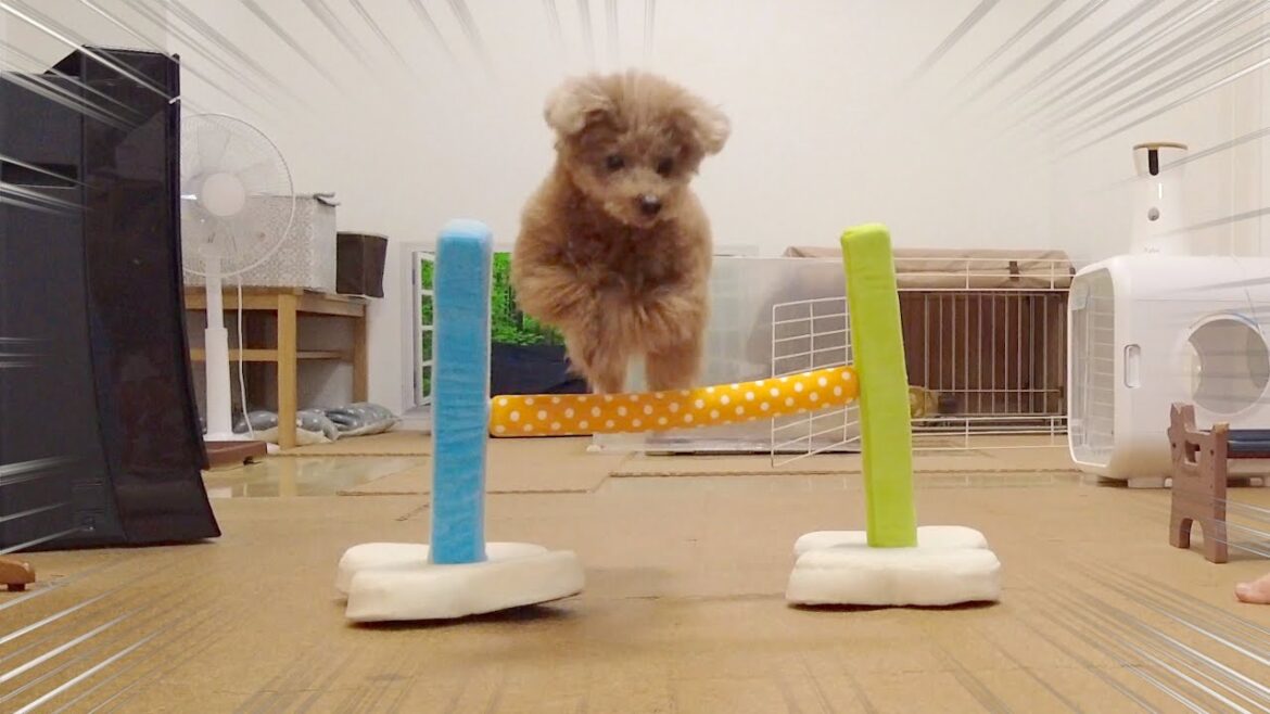妹不在でひとりっ子モードになった兄犬の遊びのリアクションが最高だった♪