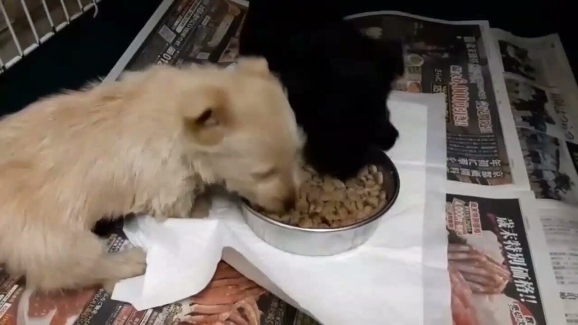スコティッシュテリアの仔犬もぐもぐ動画 Scottish Terrier black ♀ and Wheaton ♂ puppies eating Video