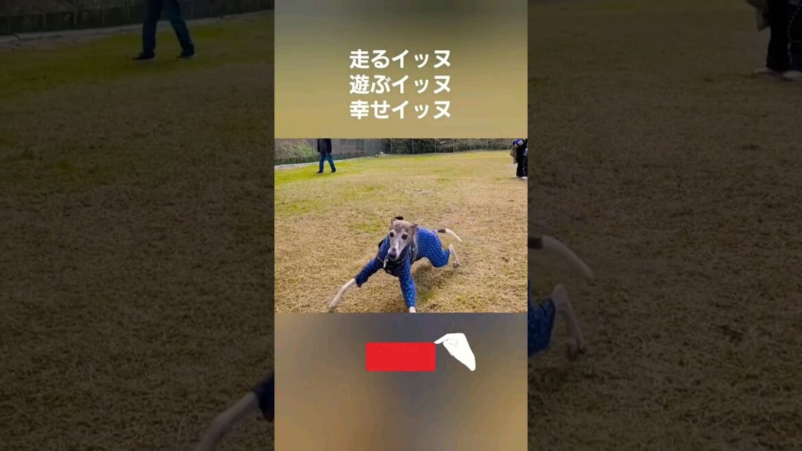 自由なウィペットイッヌ達。楽しい時間。 Whippet Dogs Enjoy Freedom FUKUOKA JAPAN