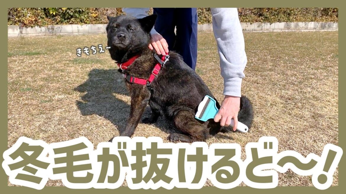 【甲斐犬】しっぽからフワフワの綿毛みたいな冬毛が抜けるブラッシングが楽し過ぎる〜! 【甲斐犬】しっぽからフワフワの綿毛みたいな冬毛が抜けるブラッシングが楽し過ぎる〜!