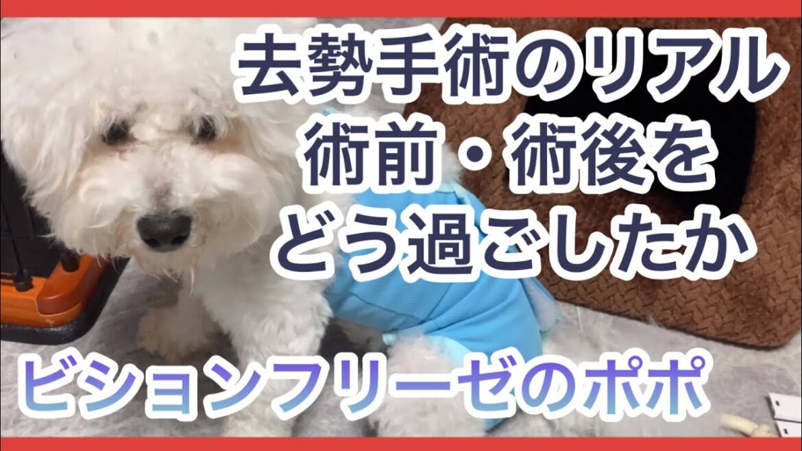 【去勢手術】ビションフリーゼの術後のリアルな生活 #子犬 #bichonfrise #puppy