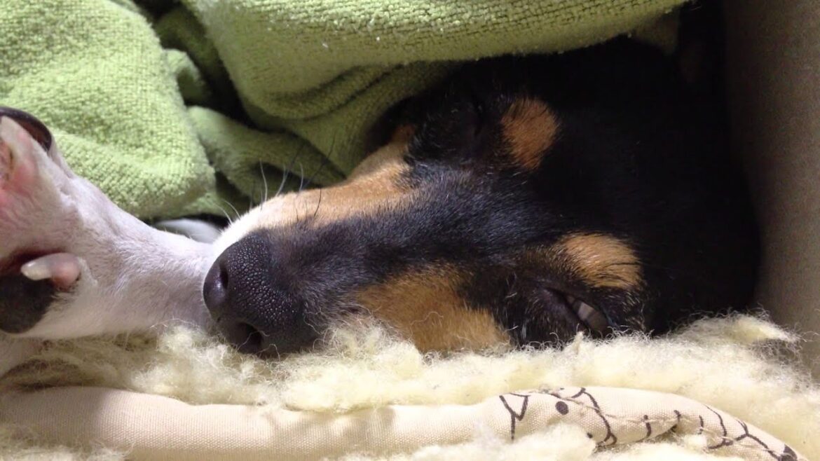 トイフォックステリア、アン夢見心地 / Dreaming Anne the toy fox terrier