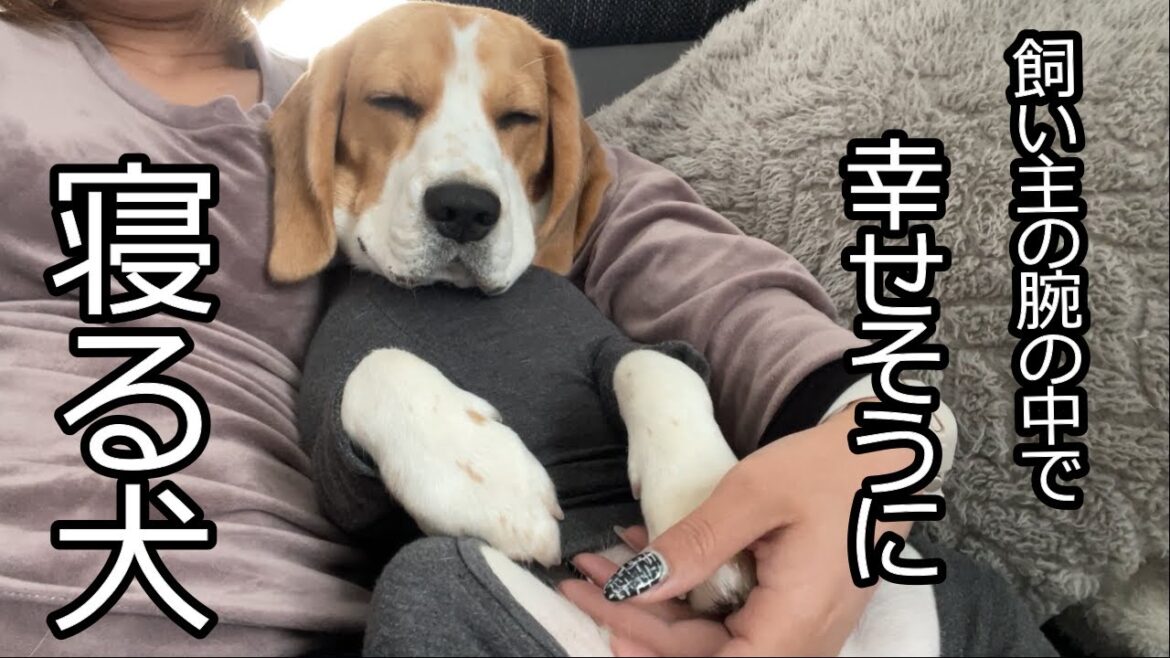 甘えん坊のビーグル犬　くっついて寝るのが大好きすぎる